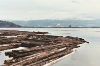Lake Okanagan logs, logging, ogopogo, urban legends, urban myths
