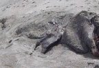 The 30-foot long carcass of the mysterious sea creature is seen almost buried under the sand on the New Zealand beach in the Bay of Plenty. Only its head and what appear to be flippers are visible