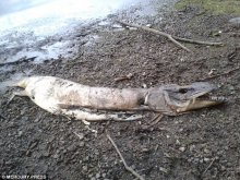 The discovery of the corpse on the shore of Hollingworth Lake in Rochdale, Greater Manchester, on Monday has sparked a social media frenzy