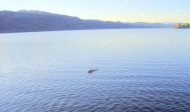 This picture of the loch ness monster turned out to be a hoax CASCADE