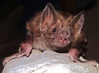 Vampire Bat