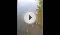 Monster Carp in Tiny Pond !