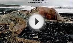 REAL MONSTERS FOUND - GIANT CREEPY SEA CREATURES FOUND ON