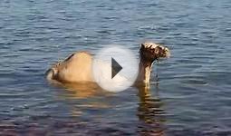 The Strangest Animals The Loch Ness Monster