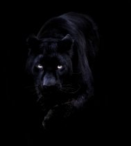 Cool-HD-Black-Panther-Wallpaper