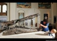Dorset Pliosaur