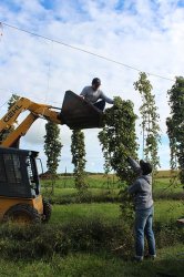 loonatick-picking-hops