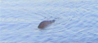 Loch Ness Monster picture fake