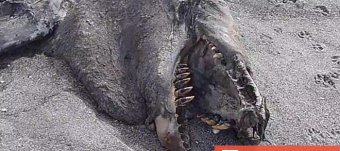 New Monsters discovered
