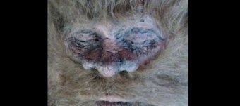 Real Monsters in California
