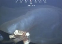 Mystery giant sea monster finally identified
