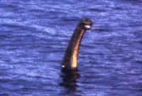 Nessie gets some fresh air. - ~ Anthony Shiels