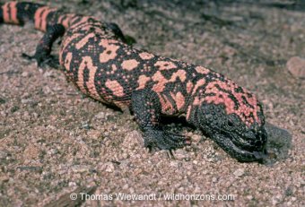 Gila Monsters in New Mexico