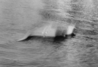 Loch Ness Monster and other myths