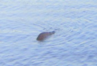 Loch Ness Monster picture fake