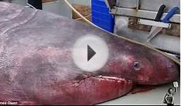 A REAL monster of the deep! Huge 6.5M shark is caught off