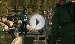 Monster goldfish are breeding in Lake Tahoe