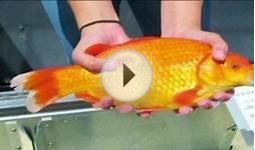 Researchers Catch Monster Goldfish In Lake Tahoe