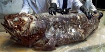 ving_rhames_monster_coelacanth